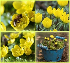 3 Töpfe Winterlinge jetzt