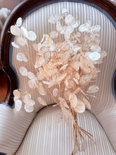 Lunaria Annua, Silberdollar