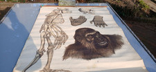 Gorilla/Troglodytes Engleder Wandtafel/Schaubild  J.F Schreiber 1831 Naturkunde