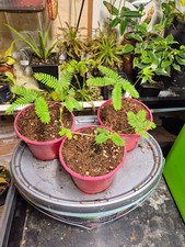 ?Mimosa "Pudica", 3 Pflanzen ? Reagiert auf Berührung!