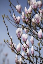 Magnolia soulangiana 'Heaven