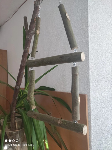 Papageienschaukel