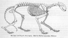 SKELETT ANATOMIE TIGER  Panthera tigris  Gerippe RAUBKATZE  Holzstich von 1891