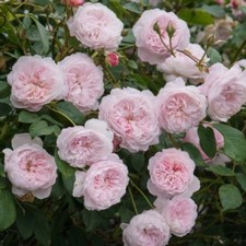 Englische Rambler-Rose The