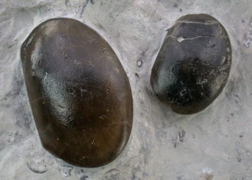 Silur herrmannina baltica - herrmannina,
