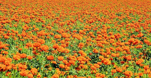 3000 tagetes erecta - 3000,