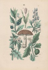 Giftpflanzen. Belladonna