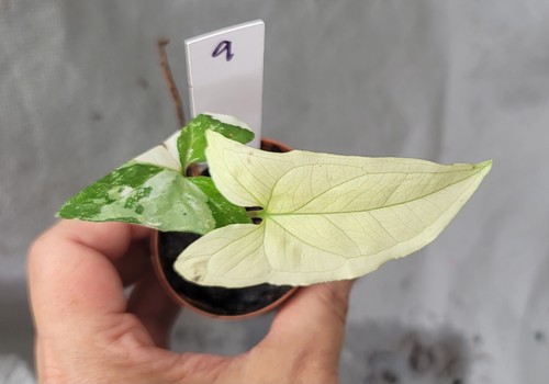 Syngonium albo rare - albo,,