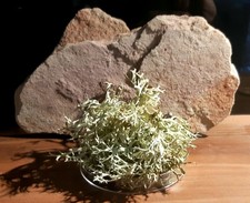 Unbehandelte Flechte 9 cm