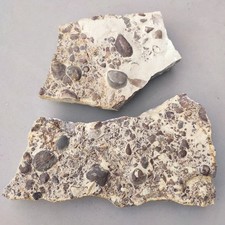 Muschelkalk - Meeresboden mit diversen Muscheln - FO:  Cröffelbach/BW