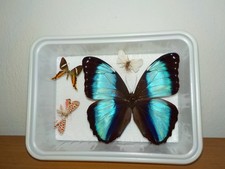 Schmetterling -  Morpho helenor ? und Nachtfalter Präparat