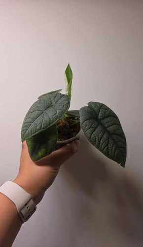 Alocasia melo jungpflanzen - melo, –
