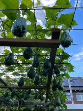 1x Bio Chayote (Sicyos edulis) Samen Frucht zur Anzucht, kürbisgewächs aus 2025