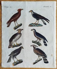 Vögel Adler - Bertuch