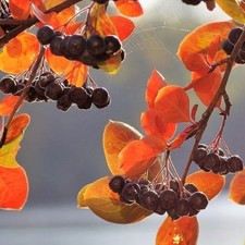 Aronia schwarze Apfelbeere reichtragende kräftige Sorte Viking 60-80 cm 3 L Topf