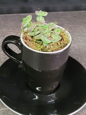 tolles Geschenk dekorative