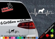 französische Bulldogge