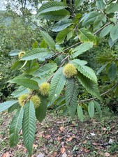 WOLFORD LUXUS Body Culture