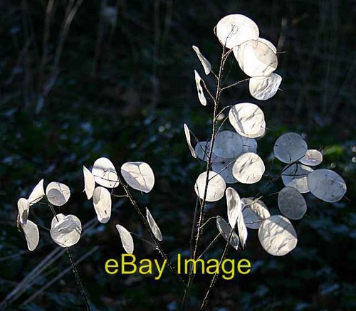 Foto 6x4 ehrlichkeit lunaria - foto, (lunaria