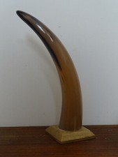 Großes Kuhhorn Natur auf Holz