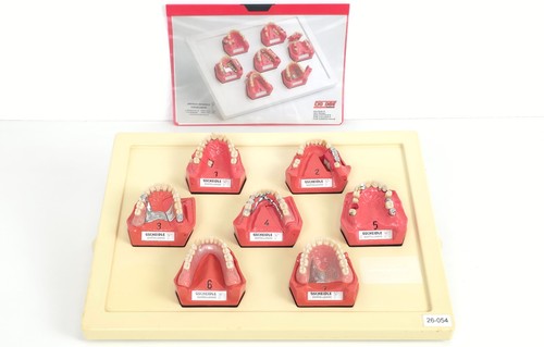 Dent dental schaumodelle - dental,