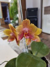 Orchidee Phal. Allura Matera Duftorchidee Warmversand 