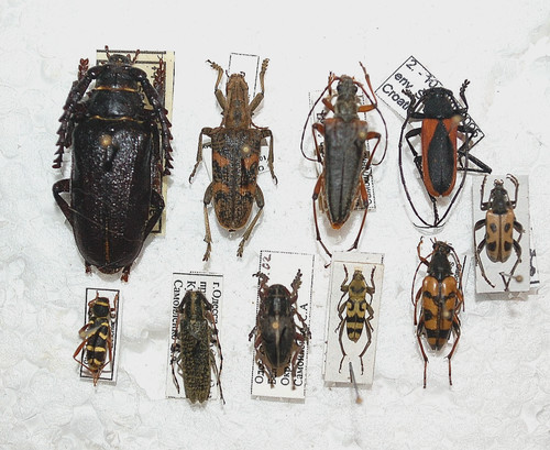 Cerambycidae mix rar - cerambycidae, mix,rar