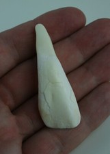 Büffel Zahn Anhänger  Büffelzahn