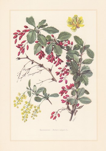 Sauerdorn berberis vulgaris - sauerdorn,