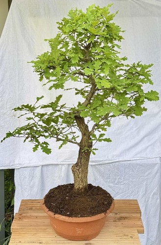 Yamadori bonsai stieleiche - bonsai,