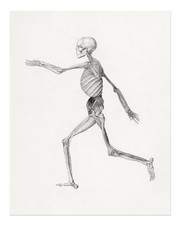 Laufendes Skelett Wandkunst