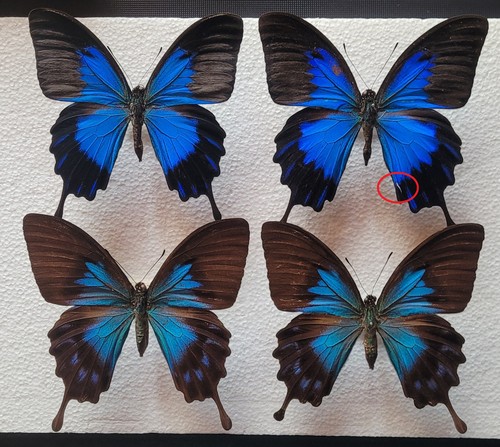 Papilio ulysses telegonus - , 2