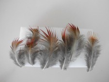 10  rote  Fasanen Federn vom