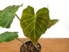 Philodendron Fibrosum x