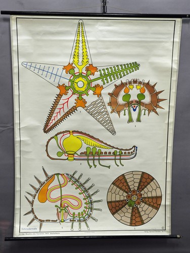Seestern seeigel tierposter - seeigel,
