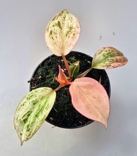 Sehr schöne philodendron - sehr,