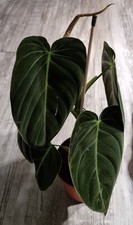*Sonderpreis* Philodendron