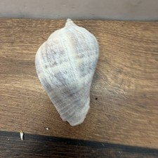 Große Meeresschnecken-Muschel