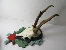 Rehgeweih Gehörn Geweih