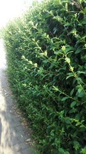 Liguster , Hecke, Ligusterhecke , winterhart, 10 Pflanzen