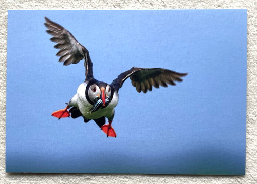 Postkarte papageitaucher - ak,