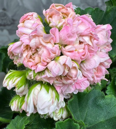 Rosenknospigen