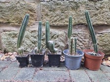 5x San Pedro Kaktus (T-cereus pachanoi) 