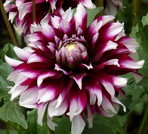 Dahlien - (◕‿◕)\@,