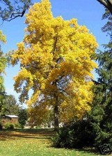 SAMEN schöner TULPENBAUM