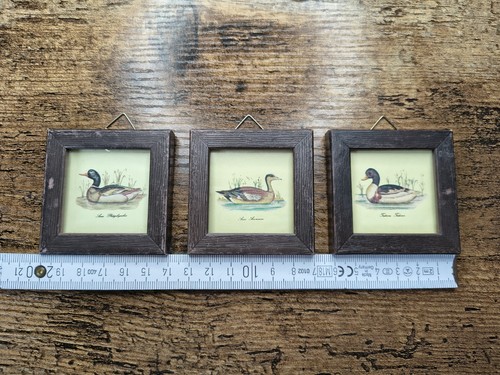Kleine enten bilder - enten,