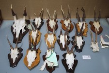 Geweihe Gehörn Geweih