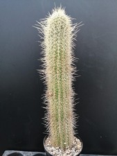 Kaktus Cereus chiloensis  bewurzelter Schnittling ca. 45 cm Kakteen