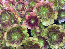 Aeonium Arboreum Succulent