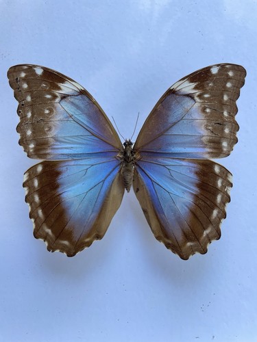 Entomologie morpho menelaus - entomologie*morpho,